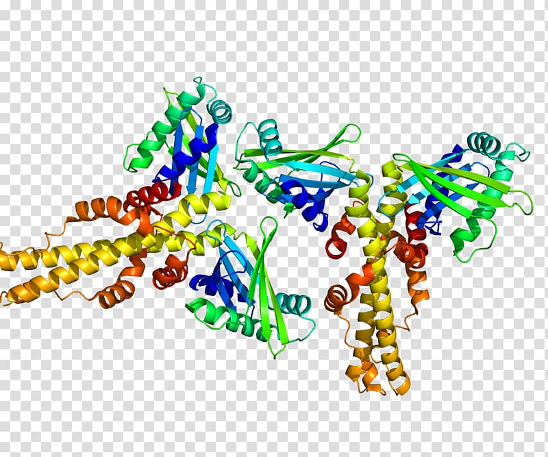 Non-homologous end-joining factor 1 Non-homologous end joining Homology DNA repair protein XRCC4, others transparent background PNG clipart