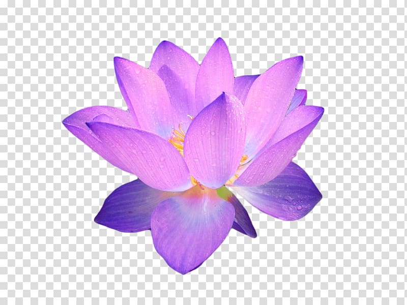 Flower , flower transparent background PNG clipart