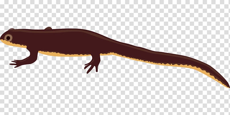 Salamander Newt , Salamander amphibian transparent background PNG clipart