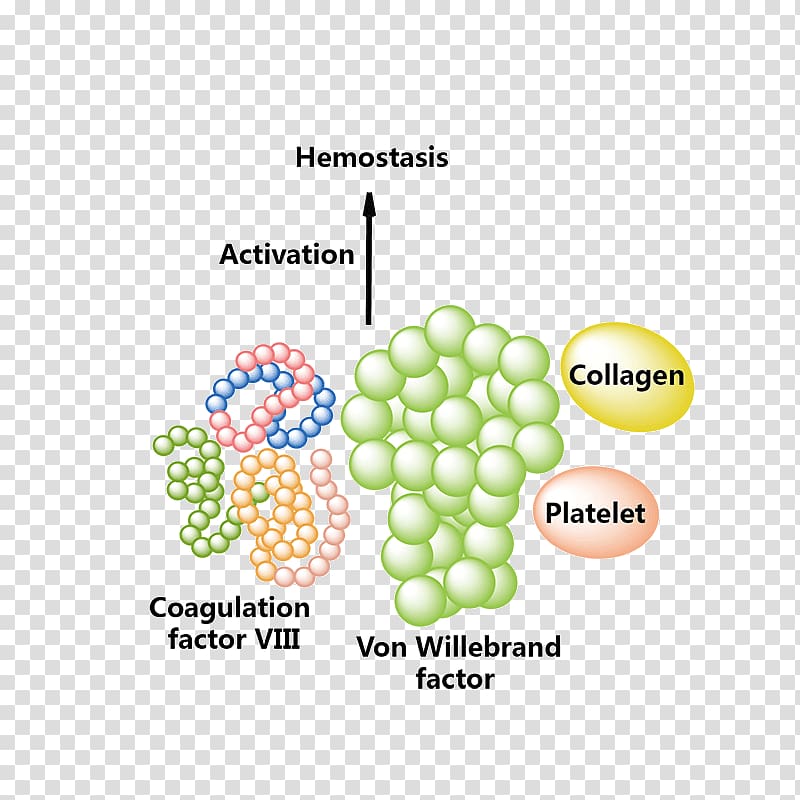 Logo Brand Product design Font, transparent background PNG clipart