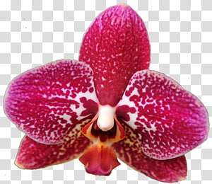 Moth orchids Amazon.com Cattleya orchids Magenta, Orchid TREE transparent background PNG clipart thumbnail