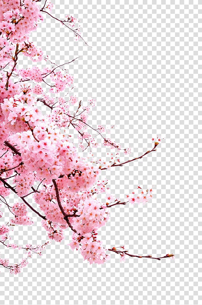 Cherry blossom Flower, Japanese cherry blossoms, pink cherry blossoms transparent background PNG clipart