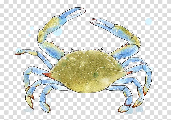 Dungeness crab Chesapeake blue crab Freshwater crab, Cartoon crab transparent background PNG clipart