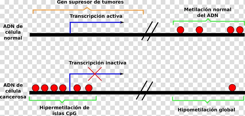 DNA methylation Epigenetics CpG island, promotoras transparent background PNG clipart