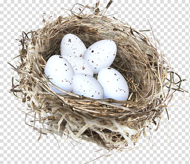 six white eggs in nest, Bird, Nest transparent background PNG clipart