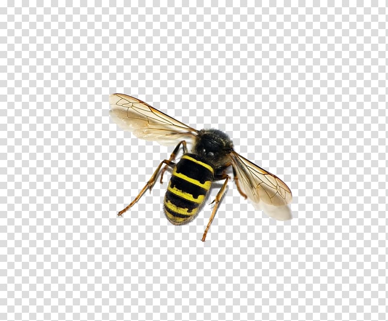 Honey bee Insect Wasp Ant, Wasp transparent background PNG clipart