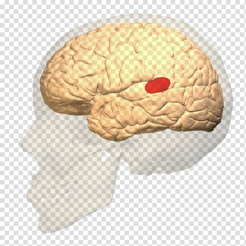 Broca\'s area Expressive aphasia Wernicke\'s area Brain Language center, Brain transparent background PNG clipart