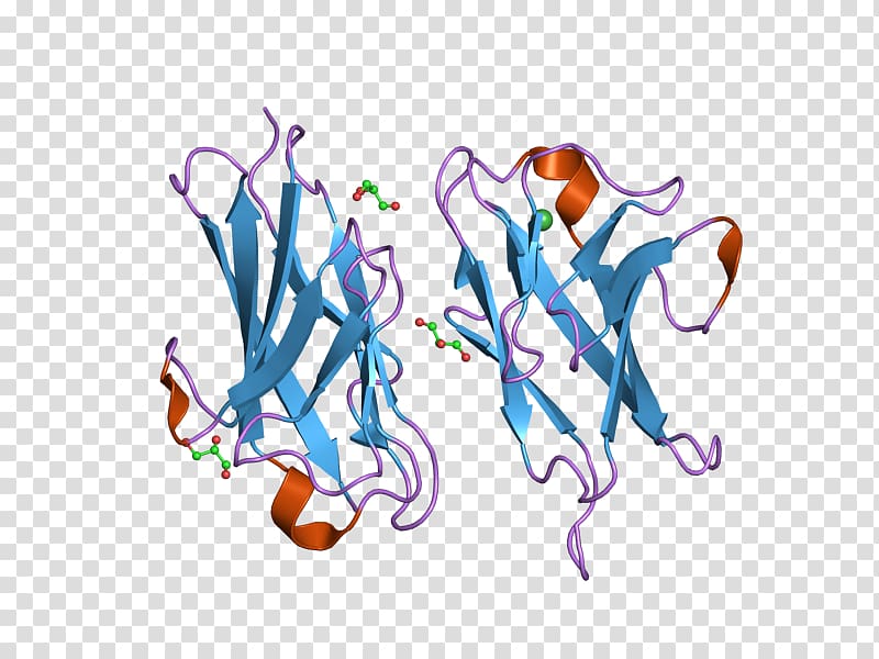 CEACAM1 Carcinoembryonic antigen Cell adhesion Cluster of differentiation Protein, others transparent background PNG clipart