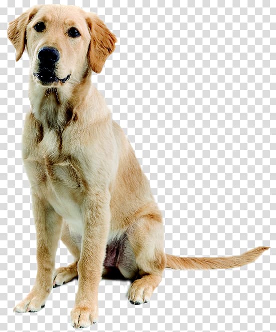Dogo Argentino Great Dane Pet sitting Dog walking Flyer, others transparent background PNG clipart