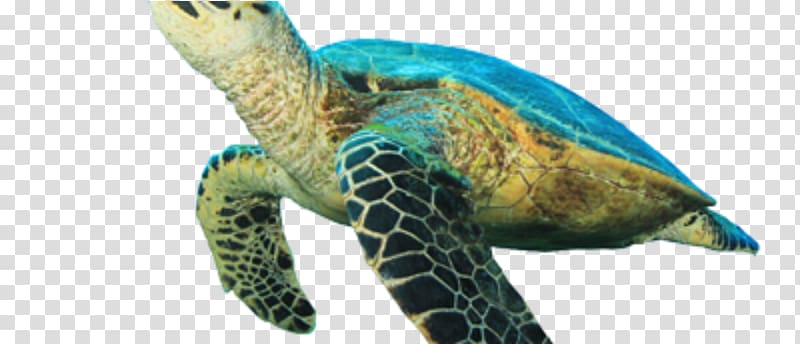 Hawksbill sea turtle Tortoise Loggerhead sea turtle, sea turtle transparent background PNG clipart