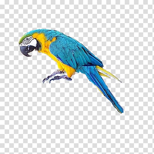 Parrot Bird Macaw , pirate parrot transparent background PNG clipart