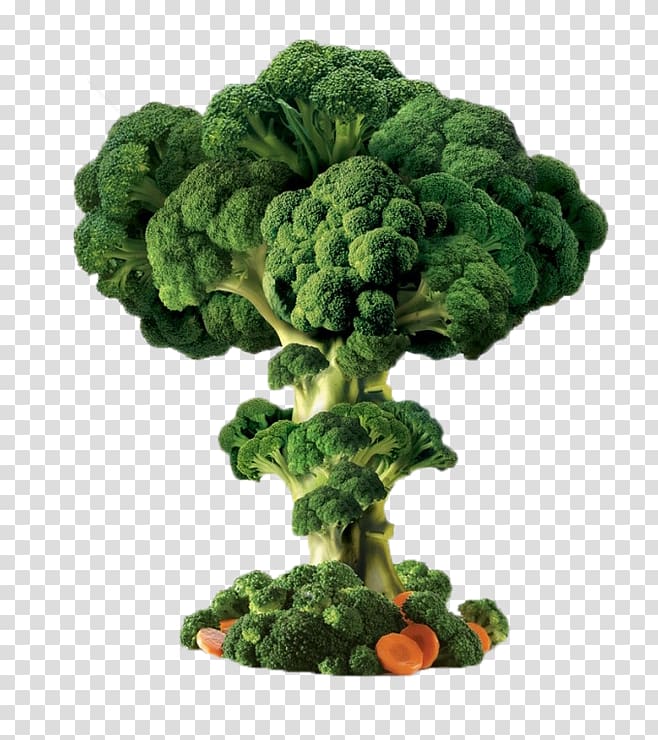 Broccoli Vegetable, Broccoli trees transparent background PNG clipart