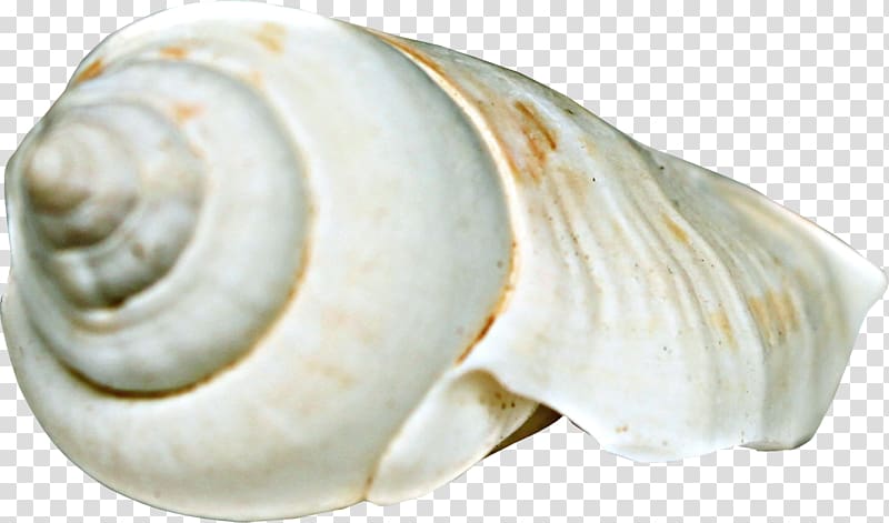 Sea snail Seashell Beach , Beach conch transparent background PNG clipart