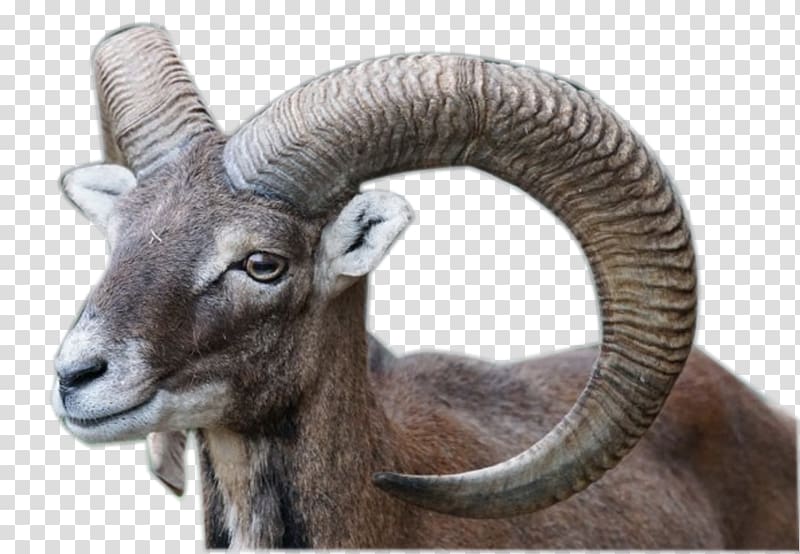 Bighorn sheep Wildpark Poing Mouflon Goat, Turning claw transparent background PNG clipart