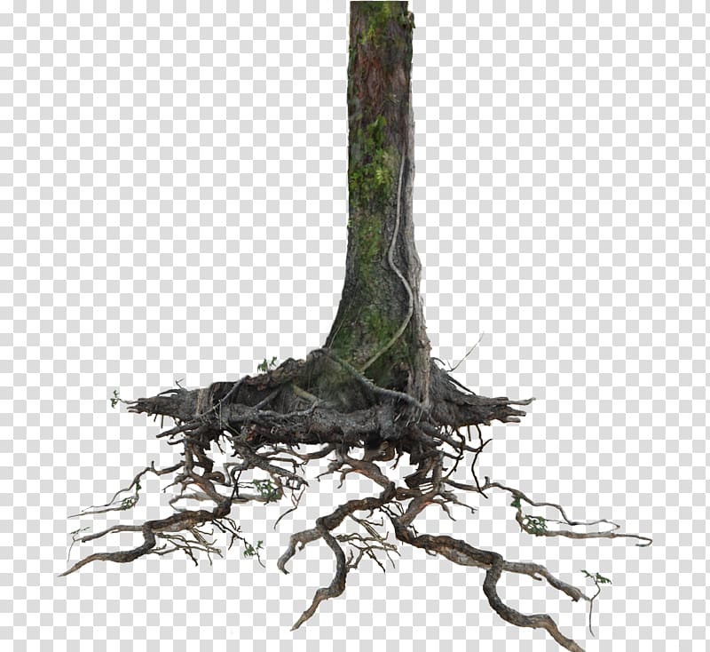 brown tree root , Tree Root Trunk , root transparent background PNG clipart