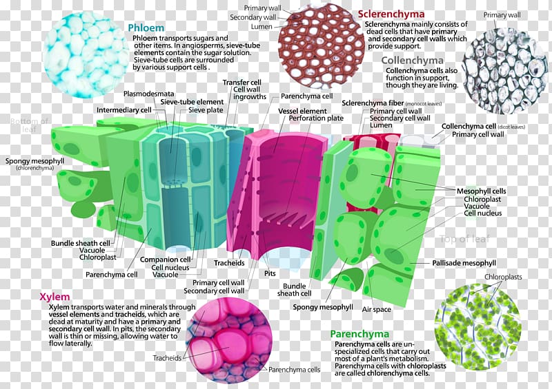 Plant cell Ground tissue Xylem Cell type, TISSUE transparent background PNG clipart