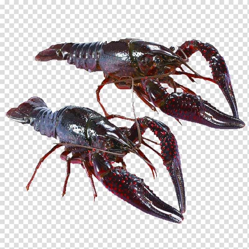 Xuyi County Japanese spiny lobster Clam u5c0fu9f8du8766u990au6b96u6280u8853, lobster,food,Supper,Prawn transparent background PNG clipart