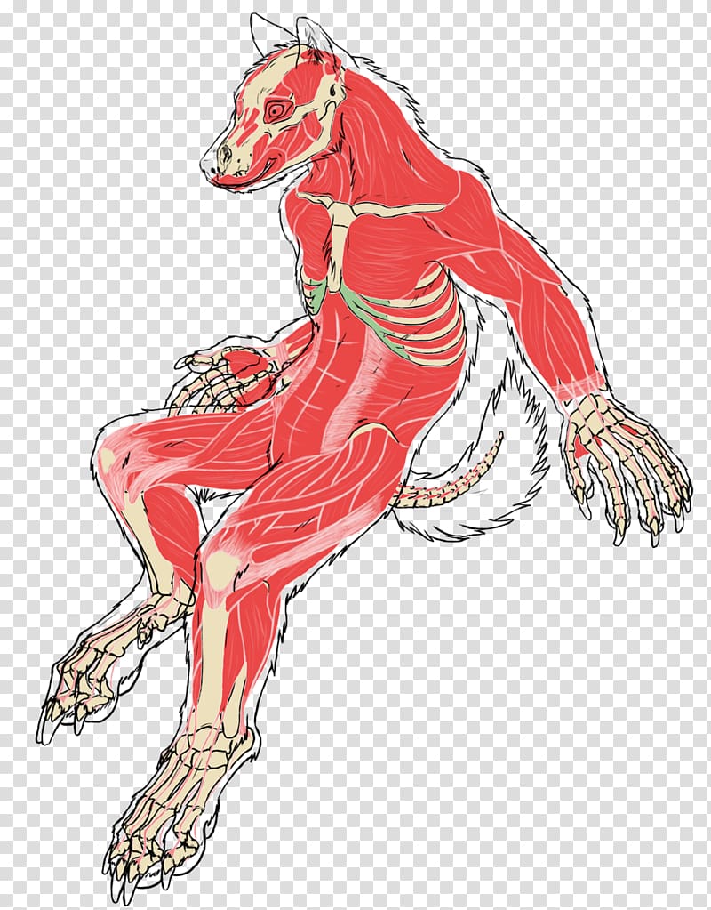 Gray wolf Muscle Werewolf Drawing Anatomy, werewolf transparent background PNG clipart