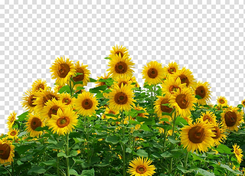 Common sunflower Sunflower seed Daisy family, festival flower transparent background PNG clipart