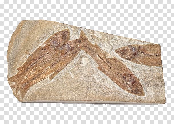 Fossil Bizi prehistoriko Fish Rock Sea, Fish Fossils transparent background PNG clipart