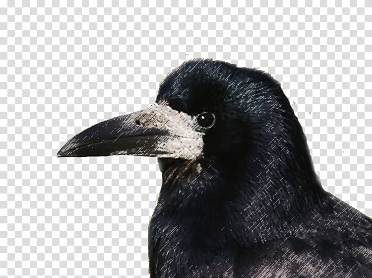 Rook American crow Die Saatkrähe Bird New Caledonian crow, Bird transparent background PNG clipart