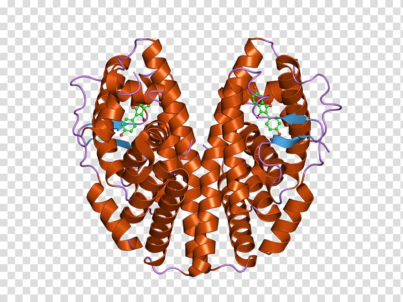 Estrogen receptor alpha Crystal structure Nuclear receptor, Estrogen Receptor transparent background PNG clipart