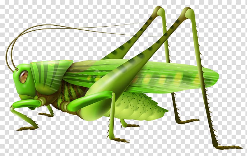 green grasshopper illustration, Grasshopper , Grasshopper transparent background PNG clipart