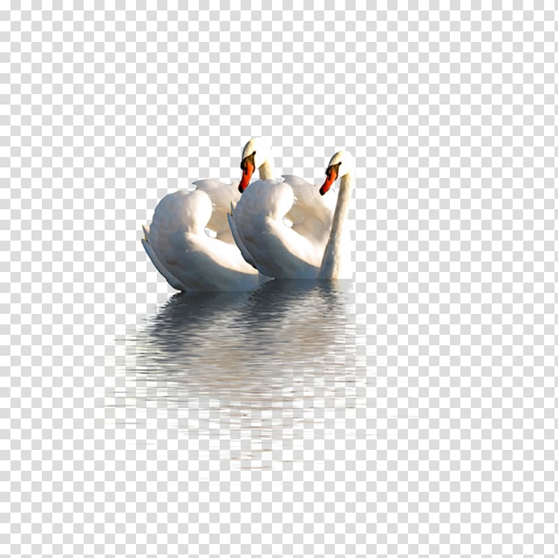 Duck Mute swan Domestic goose, Two swans transparent background PNG clipart