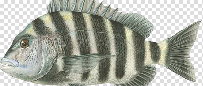 Striped Fish Clipart -  Australia