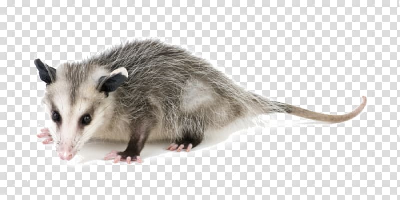 Pest Control Exterminator Nuisance wildlife management Opossum, raccoon transparent background PNG clipart