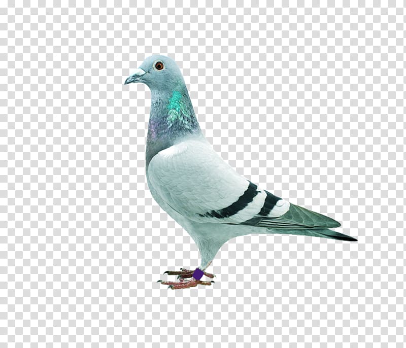 Homing pigeon dove Columbidae , pigeon transparent background PNG clipart