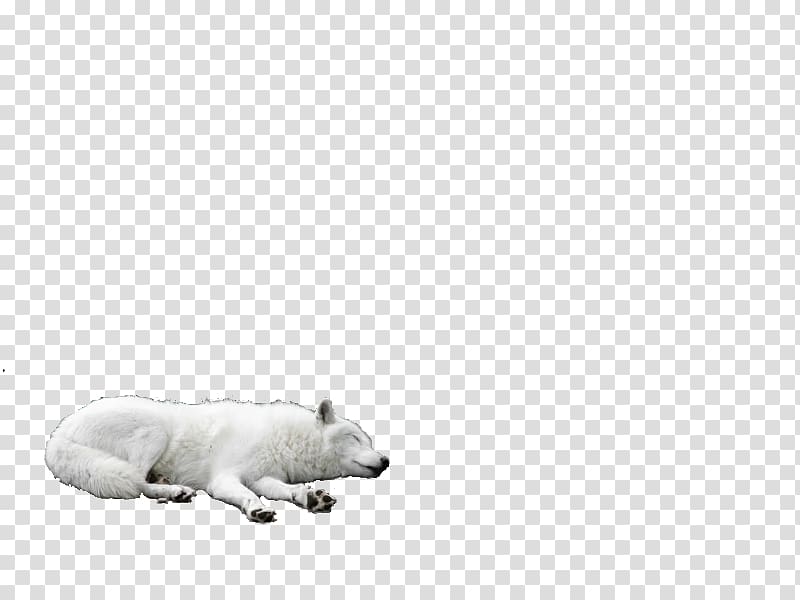 Polar bear Dog Mammal Carnivora, wolf transparent background PNG clipart