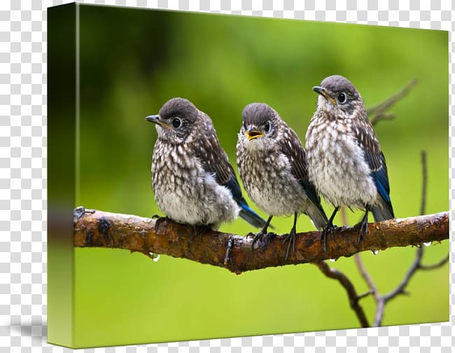 House Sparrow American Sparrows kind Finches, sparrow transparent background PNG clipart