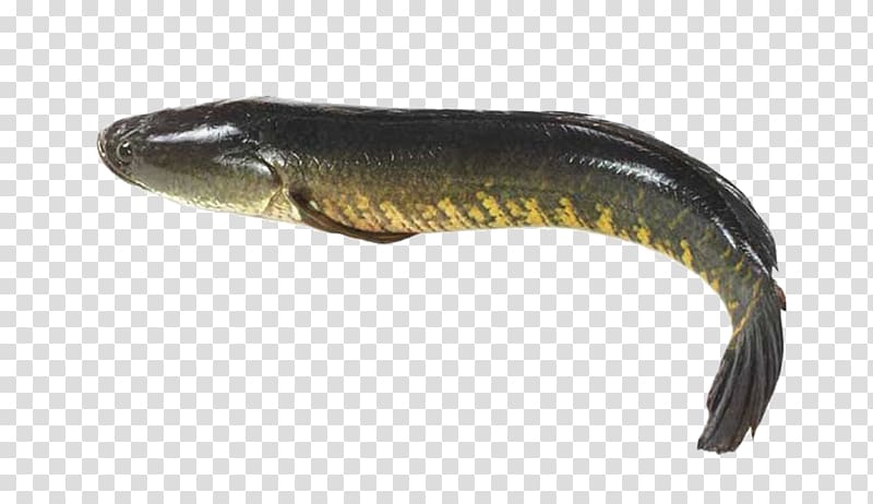 Giant snakehead Snakehead murrel Fishes of the World Northern snakehead, fish transparent background PNG clipart
