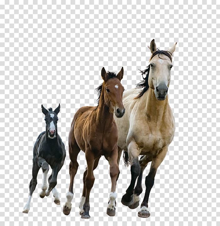 Foal American Paint Horse Arabian horse Mare Stallion, others transparent background PNG clipart