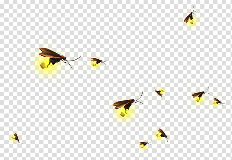 fireflies , , Firefly background material transparent background PNG clipart