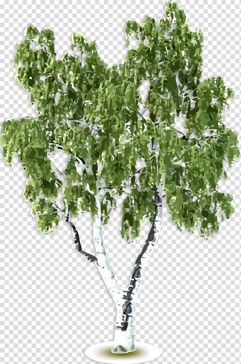 Tree Birch , lake transparent background PNG clipart