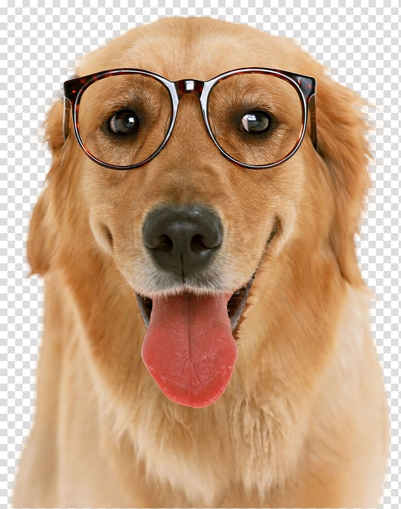 Golden Retriever Puppy American Pit Bull Terrier Dog breed Bulldog, golden retriever transparent background PNG clipart