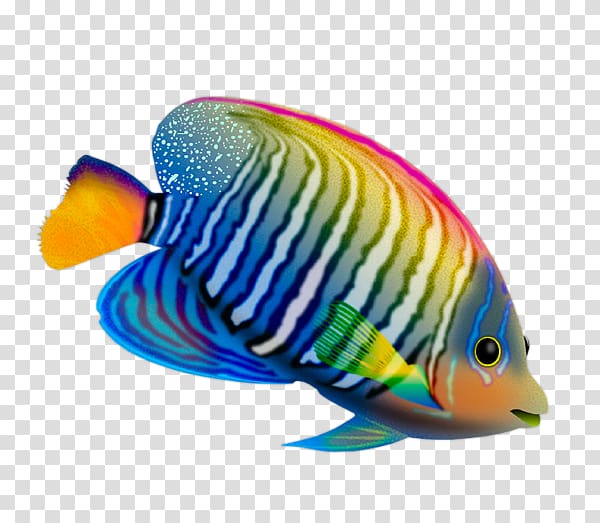Desktop Fish Live Computer, Color fish transparent background PNG clipart