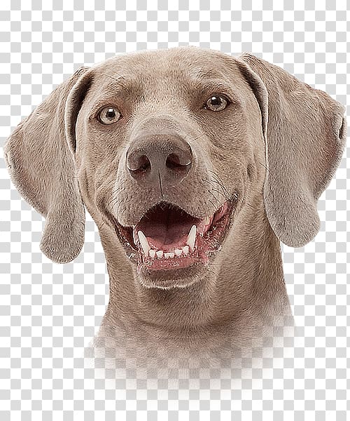 Weimaraner Dog breed Companion dog Pointing breed Snout, Super dog transparent background PNG clipart