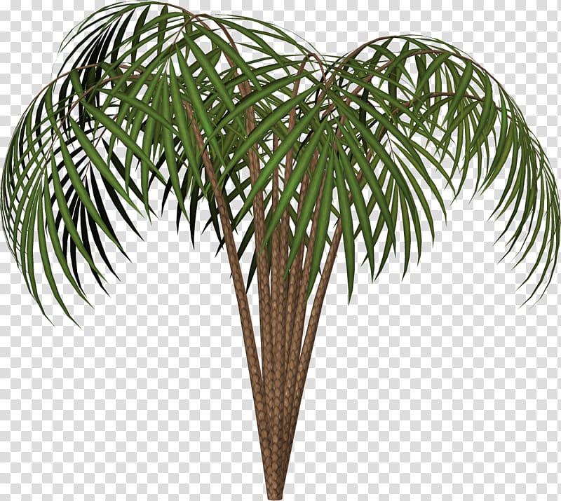 Arecaceae Woody plant Tree Evergreen, plant transparent background PNG clipart