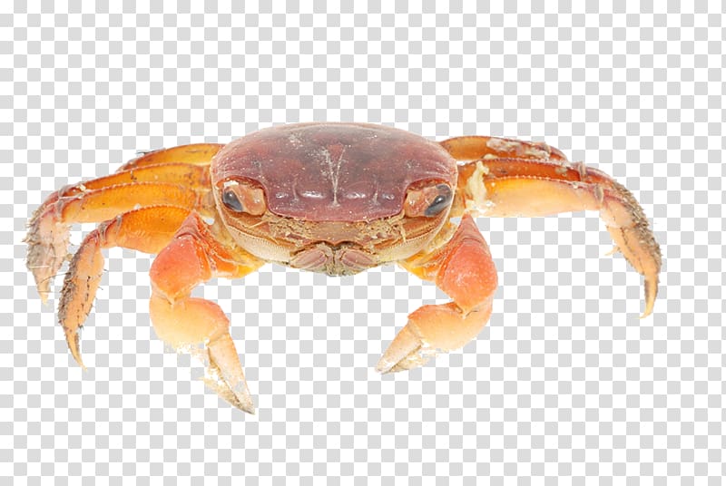 Crab Animal Seafood, Crab crab transparent background PNG clipart