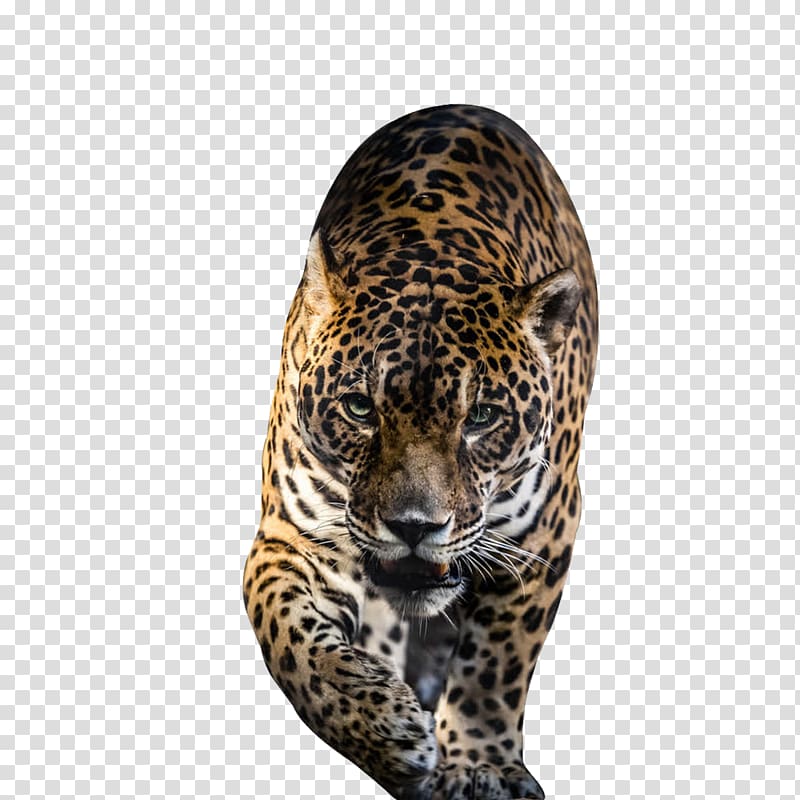 Jaguar Jigsaw puzzle Leopard Tiger, leopard transparent background PNG clipart