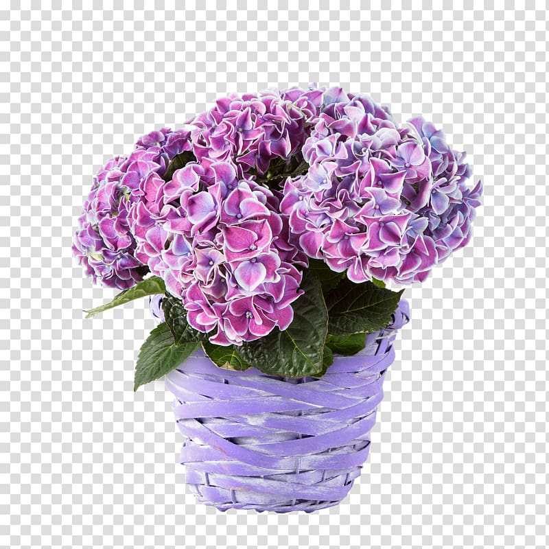 Hydrangea Cut flowers Blumenversand Blume2000.de Flower bouquet, flower transparent background PNG clipart