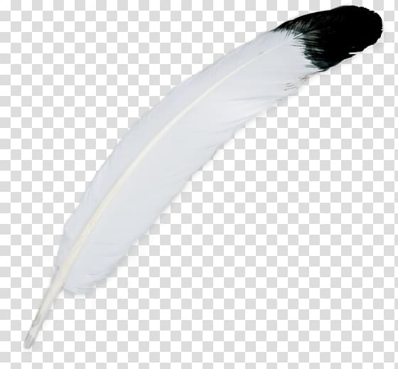 Feather Bird Federschmuck Plumes d\'autruche White, Indianer transparent background PNG clipart