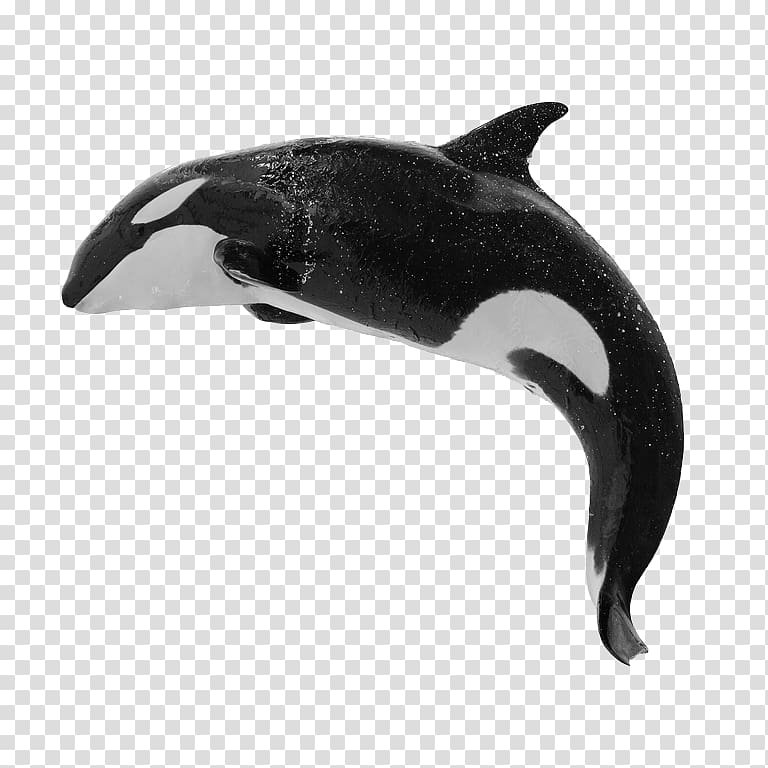 Killer whale Baleen whale Humpback whale Blue whale, whale transparent background PNG clipart