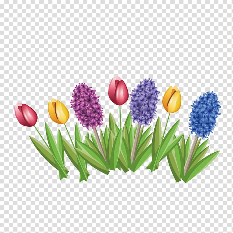 Tulip Hyacinthus orientalis Flower, hyacinth and tulip transparent background PNG clipart