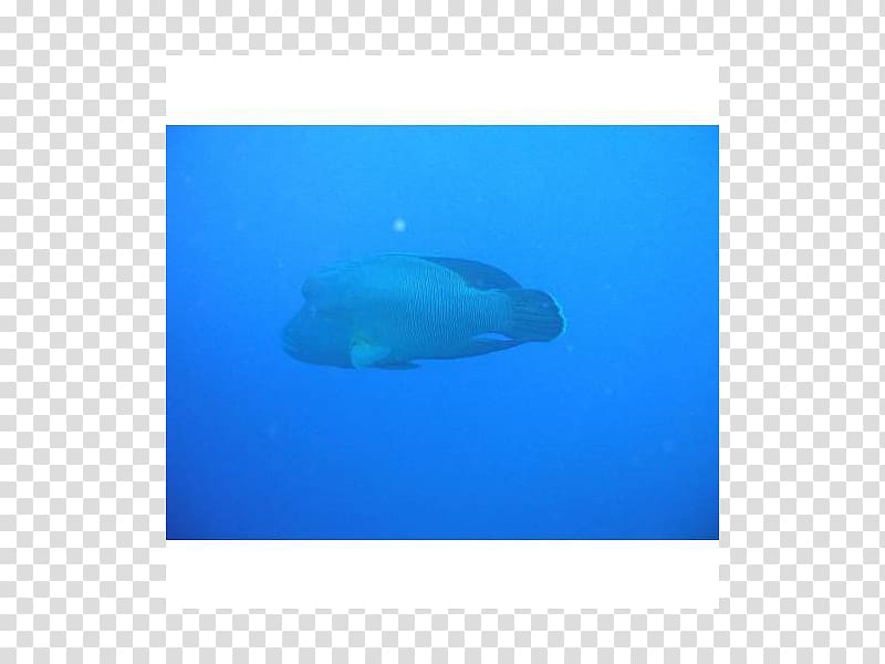 Marine mammal Marine biology Fish, ziemlich transparent background PNG clipart