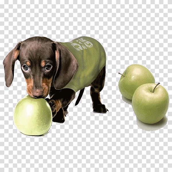 Sphynx cat Dachshund Puppy Dog breed Manzana verde, Puppies and apples transparent background PNG clipart