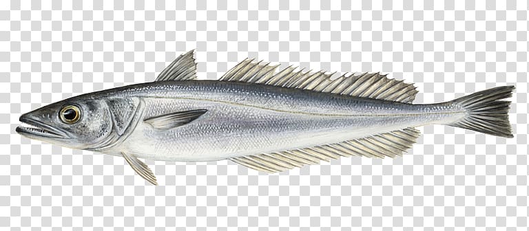 Sardine Fish products Cod Merluccius merluccius Hake, Fishing transparent background PNG clipart